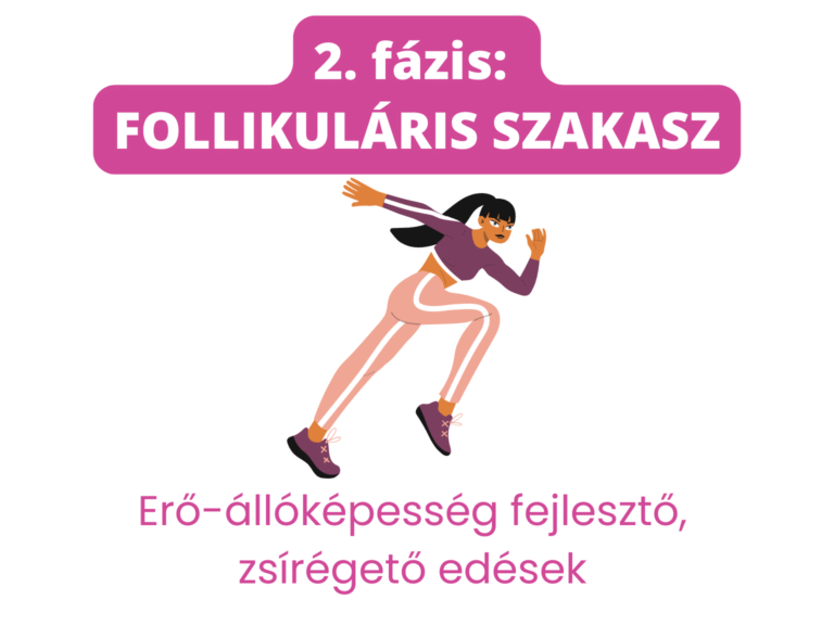 2. fázis_follikularis